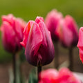 Tulipan 'Pretty Princess'
