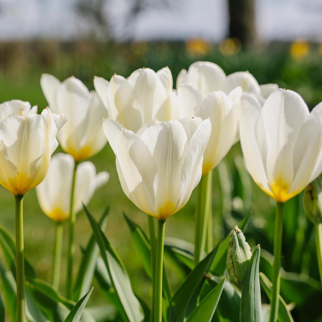 Tulipan 'Purissima'