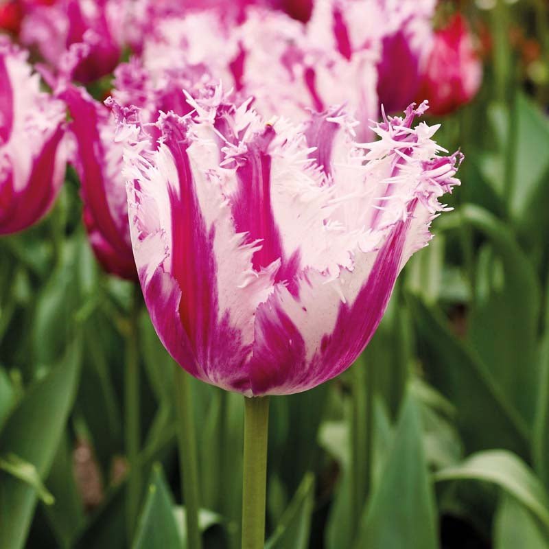Tulipan 'Purple Circus'