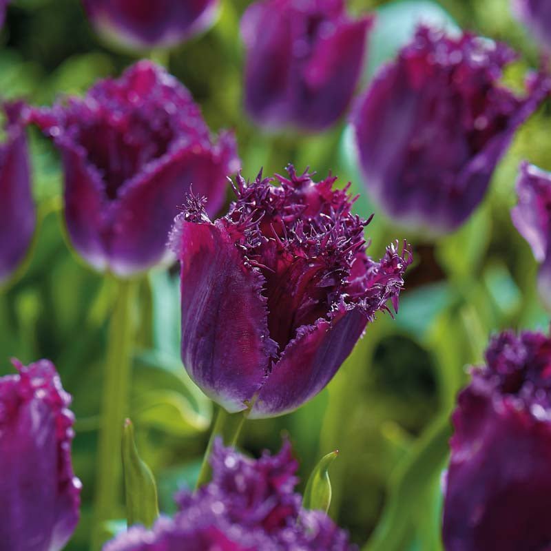 Tulipan 'Purple Crystal'