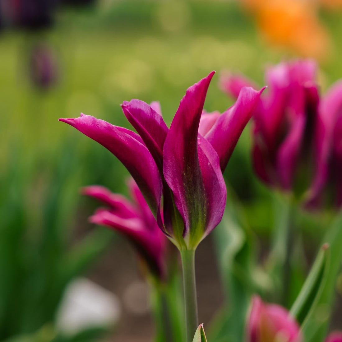 Tulipan 'Purple Doll'
