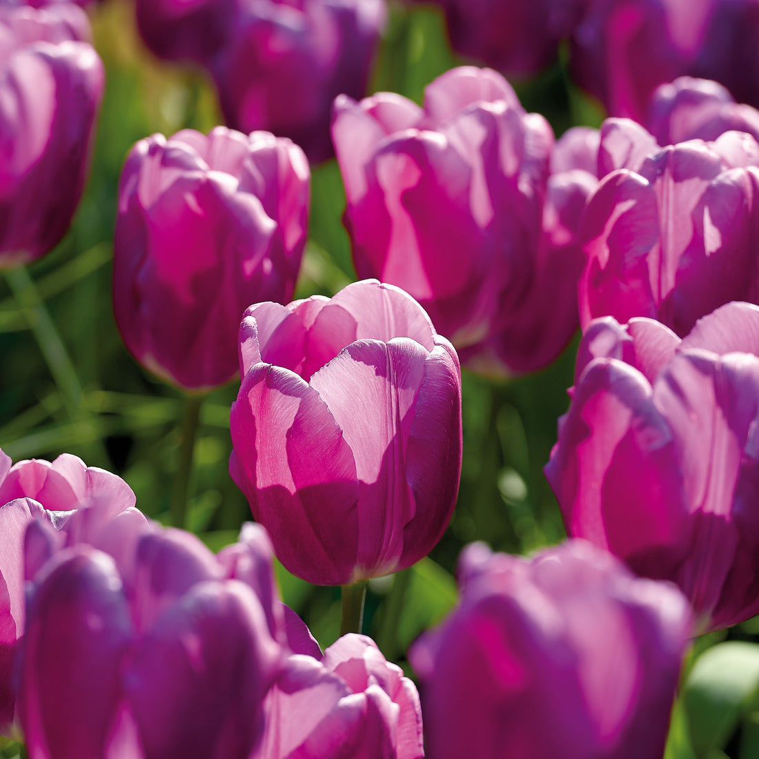Tulipan 'Purple Flag'