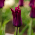 Tulipan 'Purple Heart'