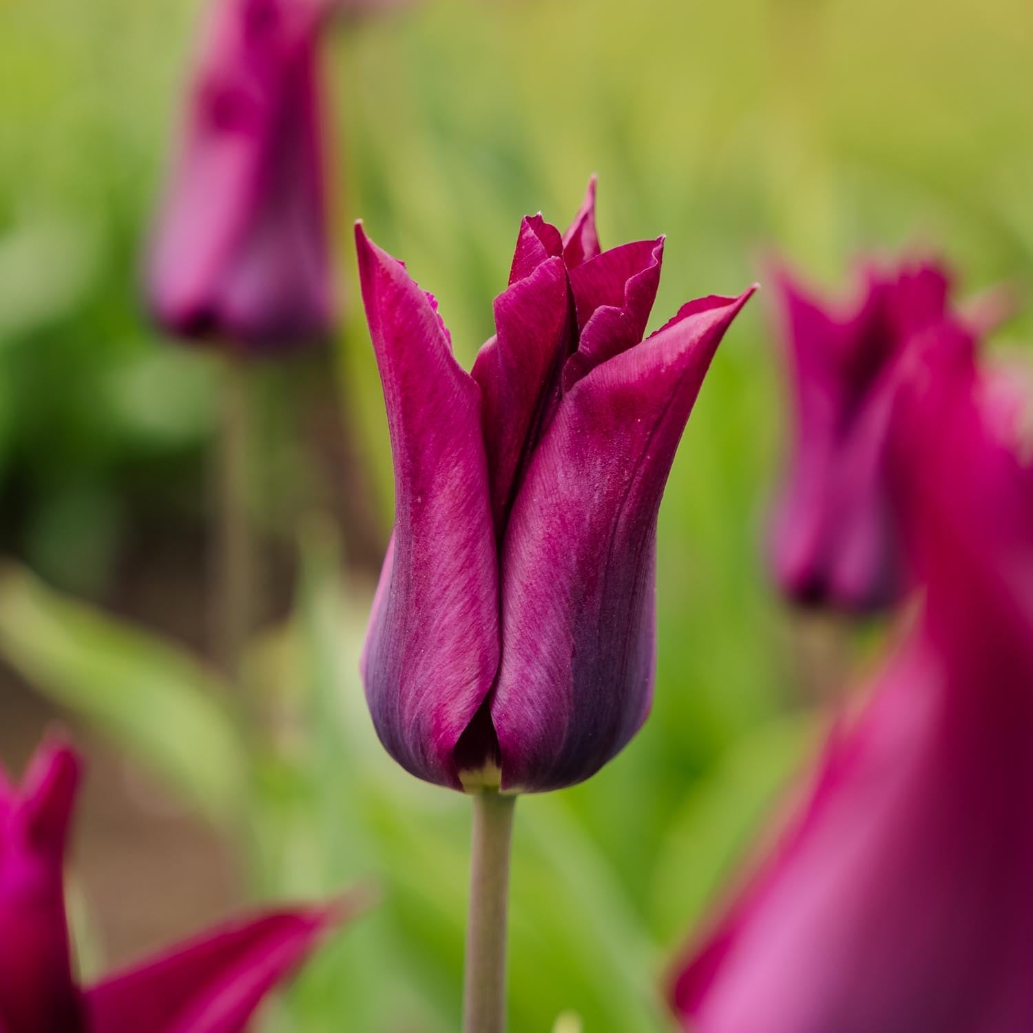 Tulipan 'Purple Heart'
