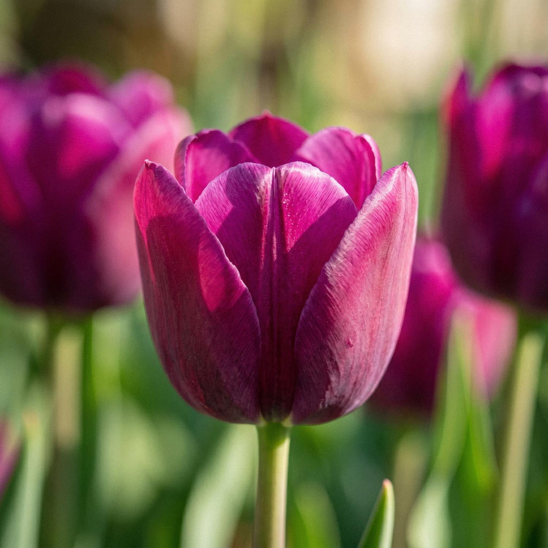 Tulipan 'Purple Lady'