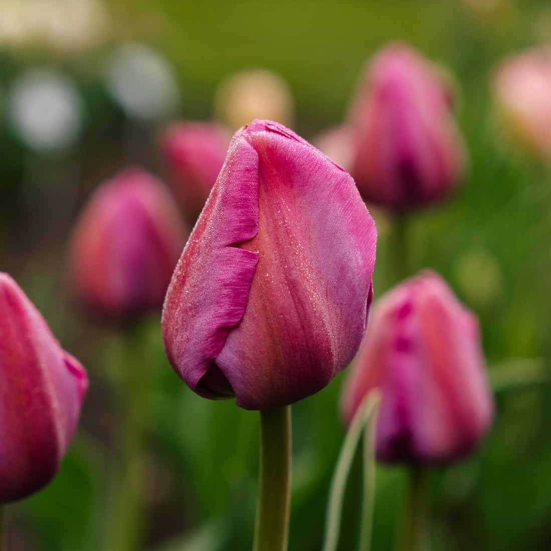 Tulipan 'Purple Pride'