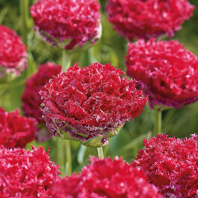 Tulipan 'Qatar'