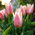 Tulipan 'Quebec'