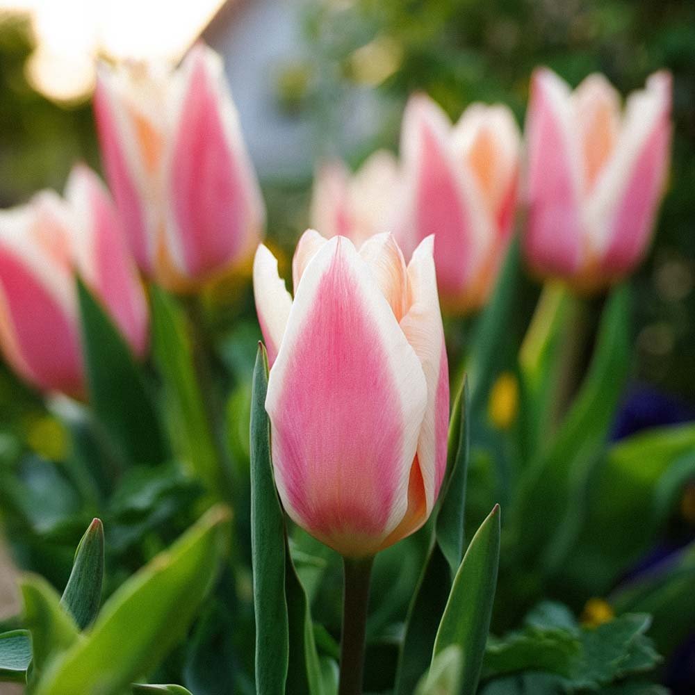 Tulipan 'Quebec'