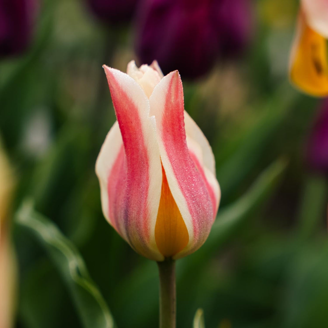 Tulipan 'Quebec'