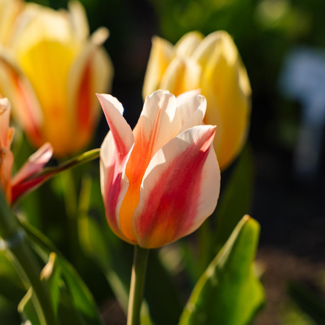 Tulipan 'Quebec'