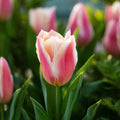 Tulipan 'Quebec'