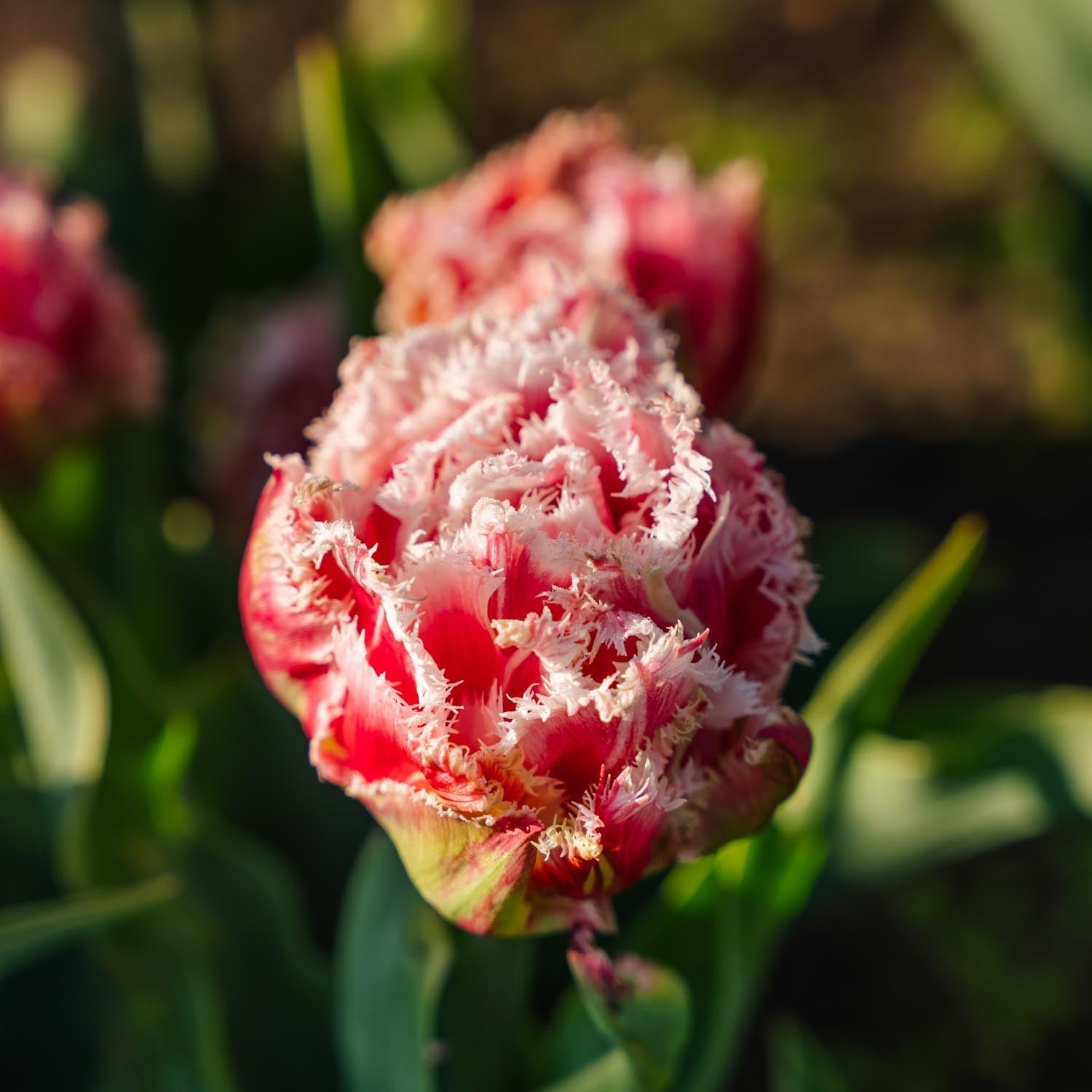Tulipan 'Queensland'