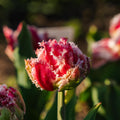 Tulipan 'Queensland'