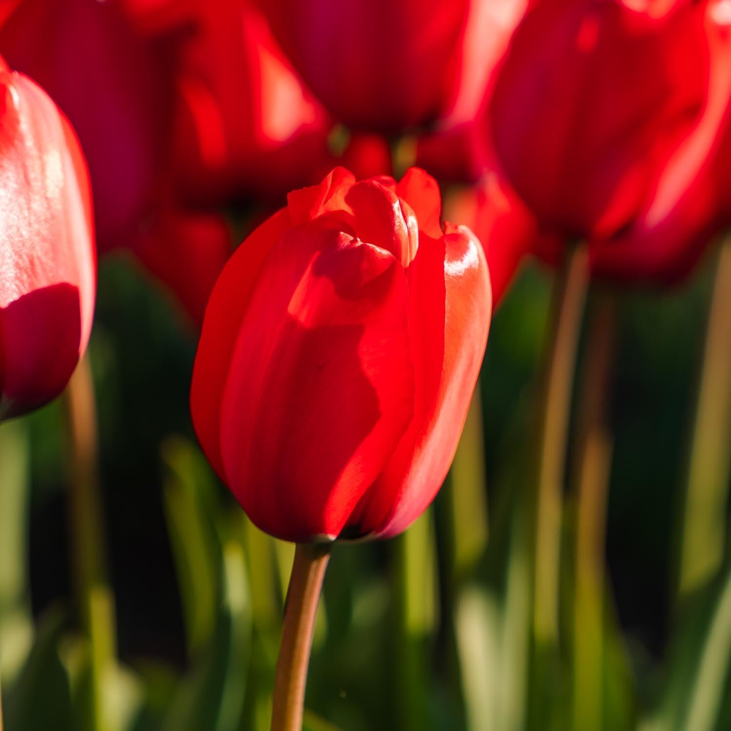 Tulipan 'Red Impression'
