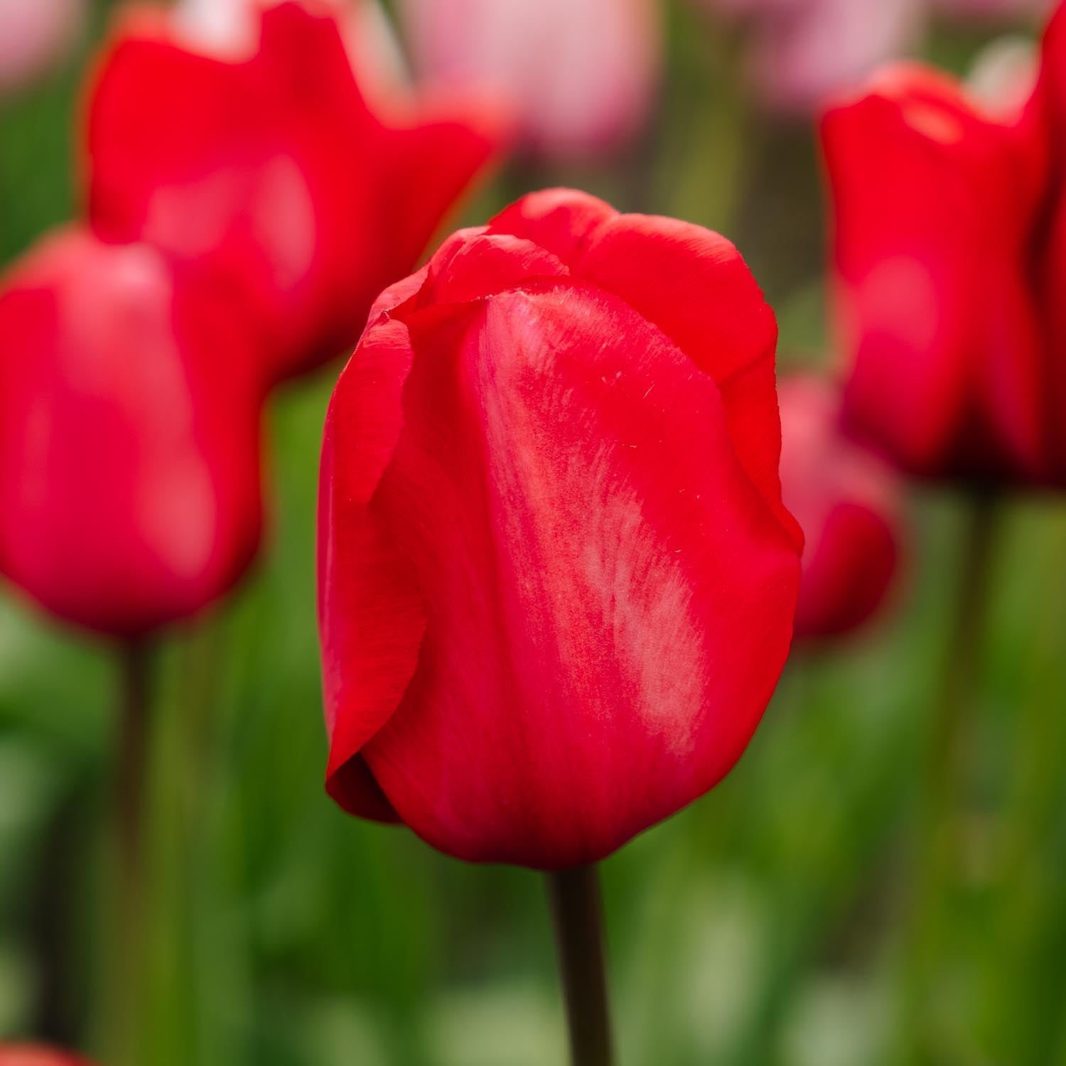 Tulipan 'Red Impression'