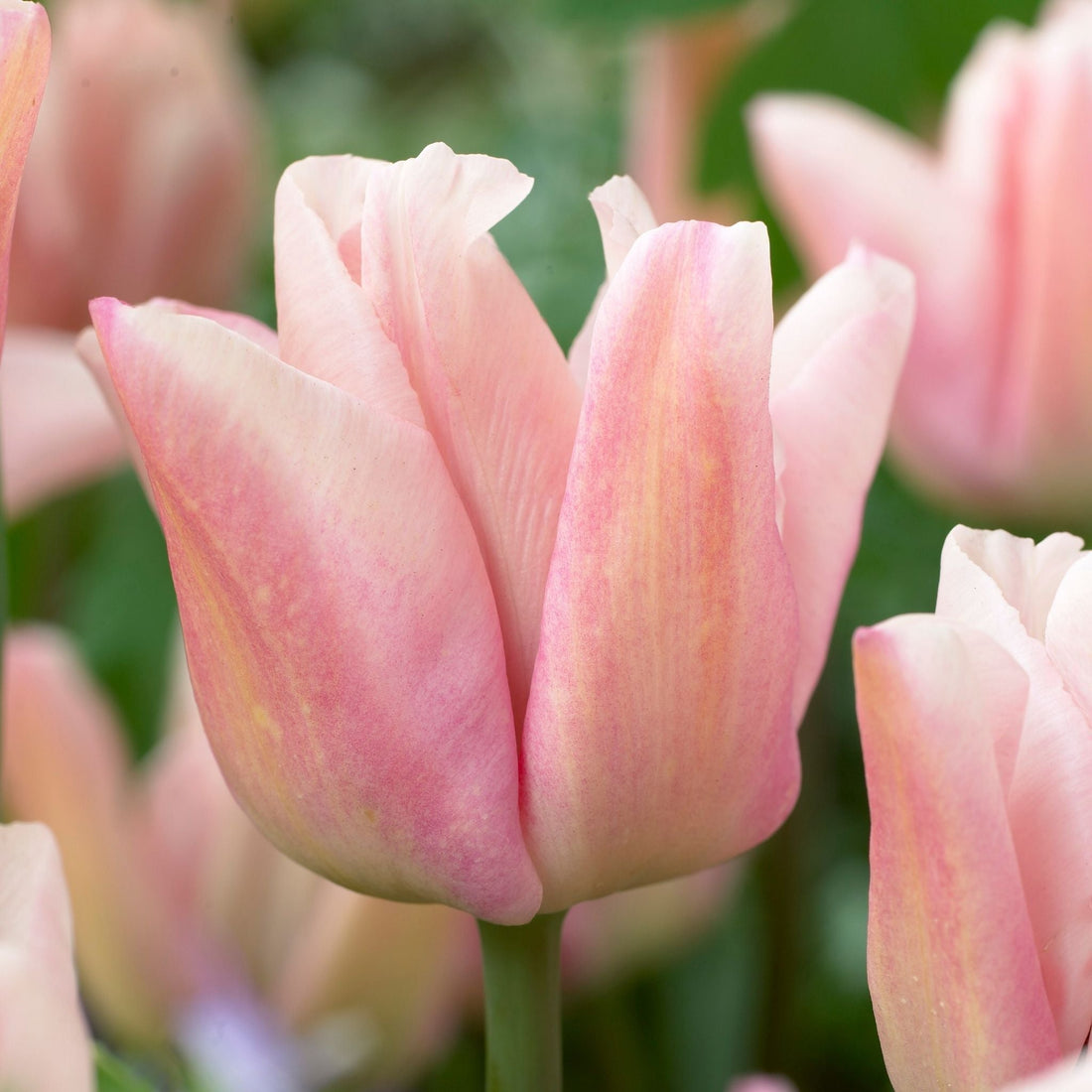 Tulipan 'Rejoyce'