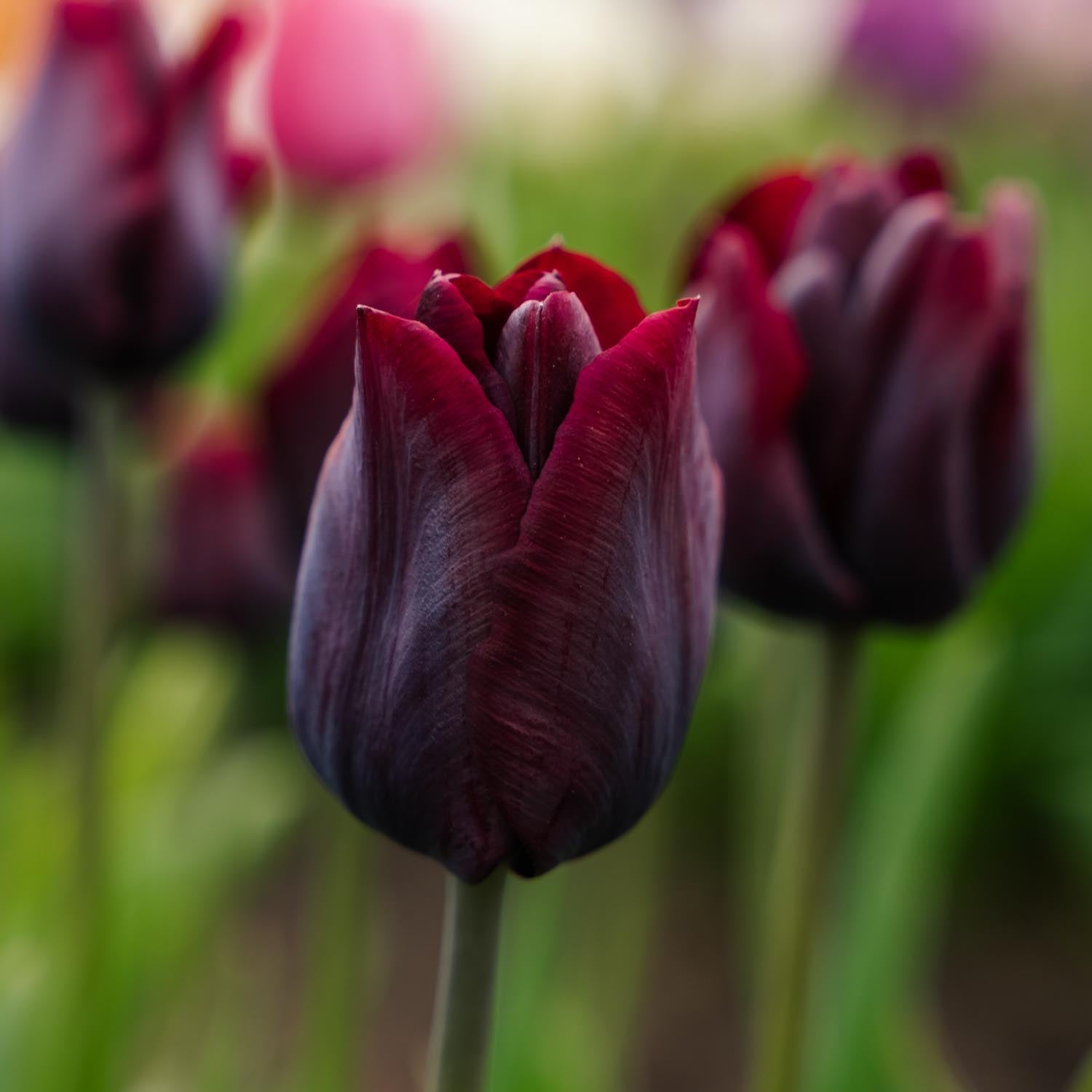 Tulipan 'Ronaldo'