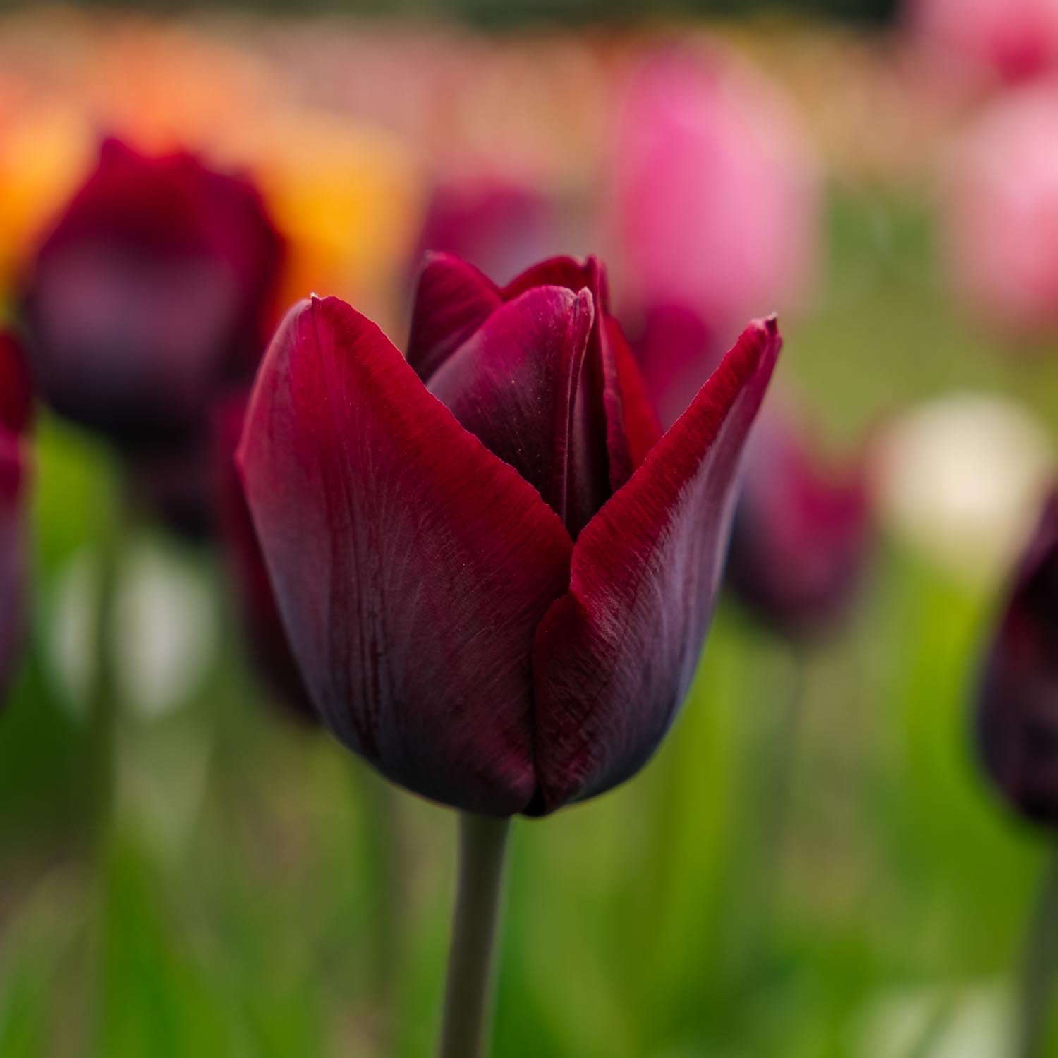 Tulipan 'Ronaldo'