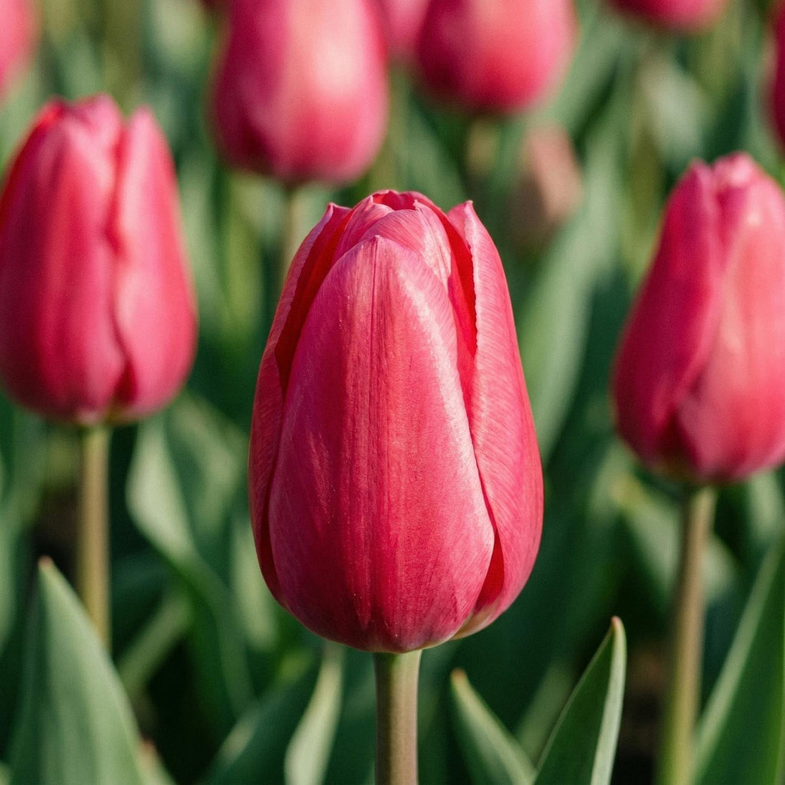 Tulipan 'Rosy Delight'