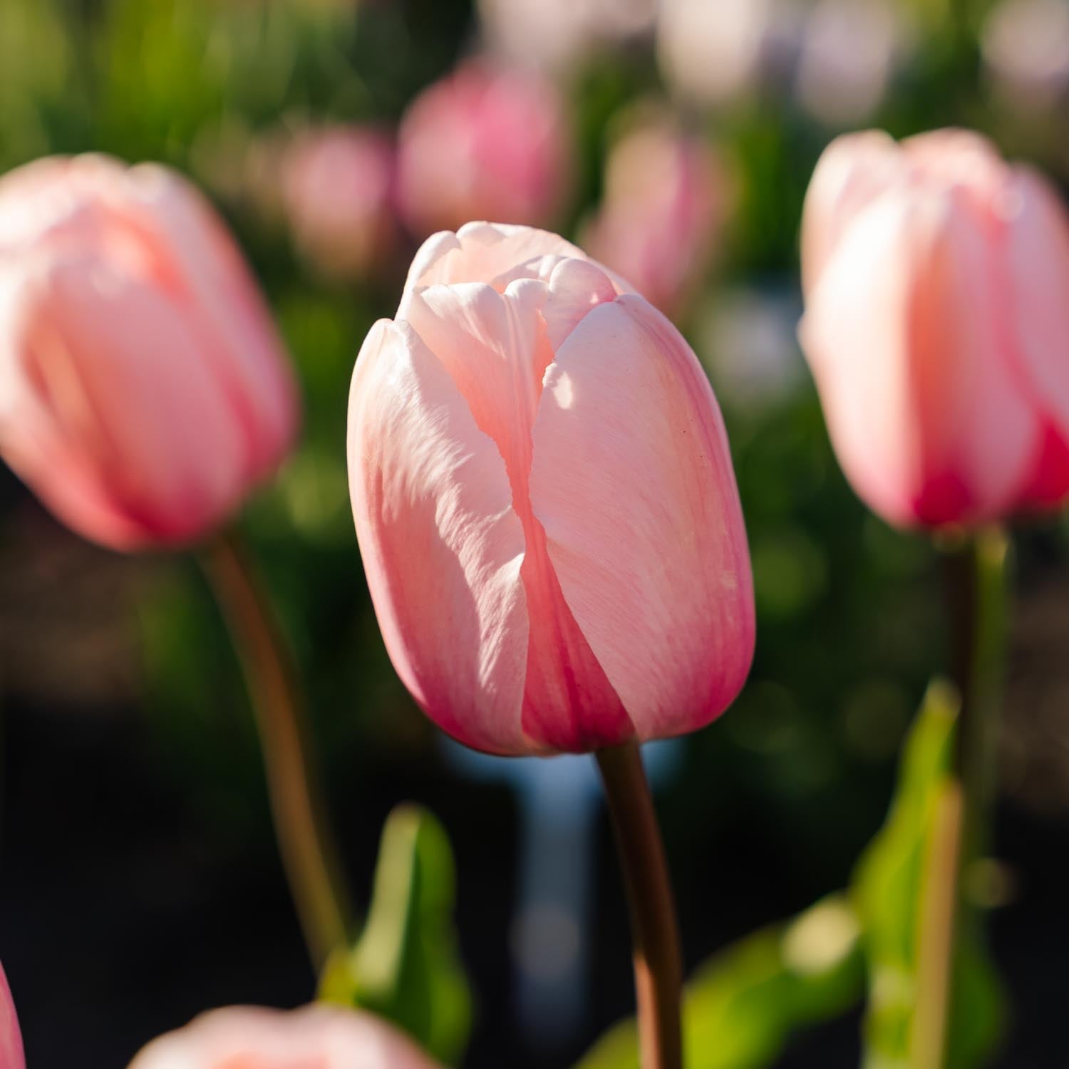 Tulipan 'Salmon Impression'