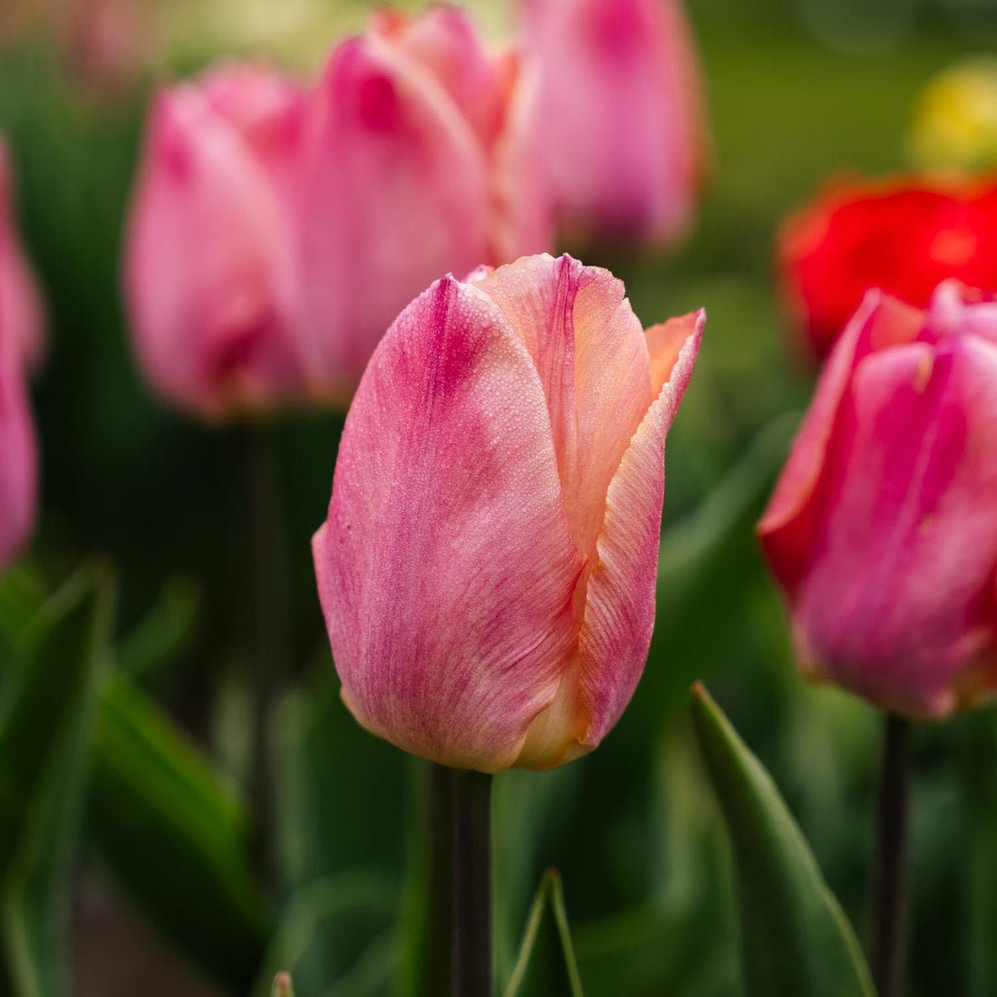 Tulipan 'Salmon Prince'