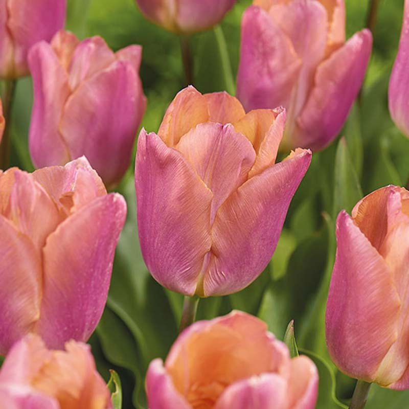 Tulipan 'Salmon Prince'