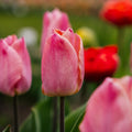 Tulipan 'Salmon Prince'