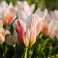 Tulipan 'Serano'