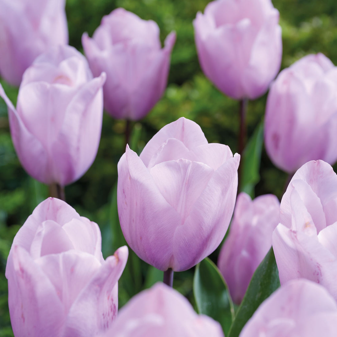 Tulipan 'Silver Cloud'