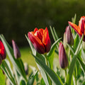 Tulipan 'Slawa'