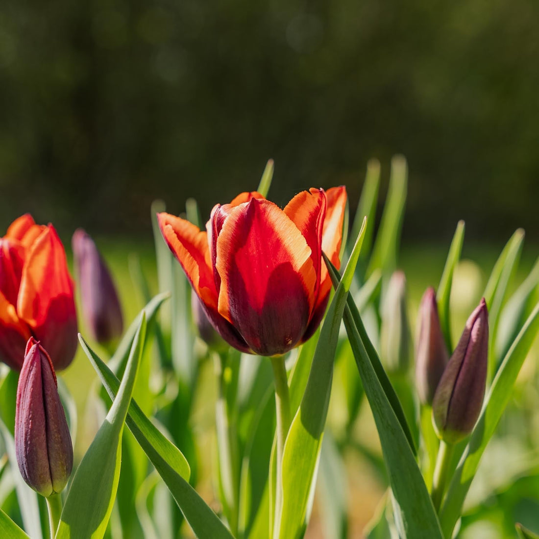Tulipan 'Slawa'