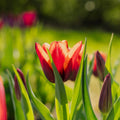 Tulipan 'Slawa'