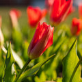 Tulipan 'Spring Pearl'
