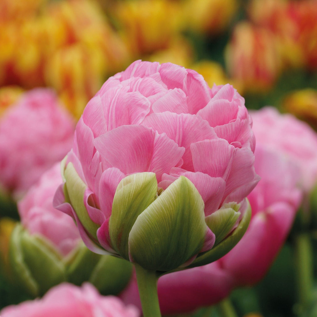 Tulipan 'Strawberry Cream'