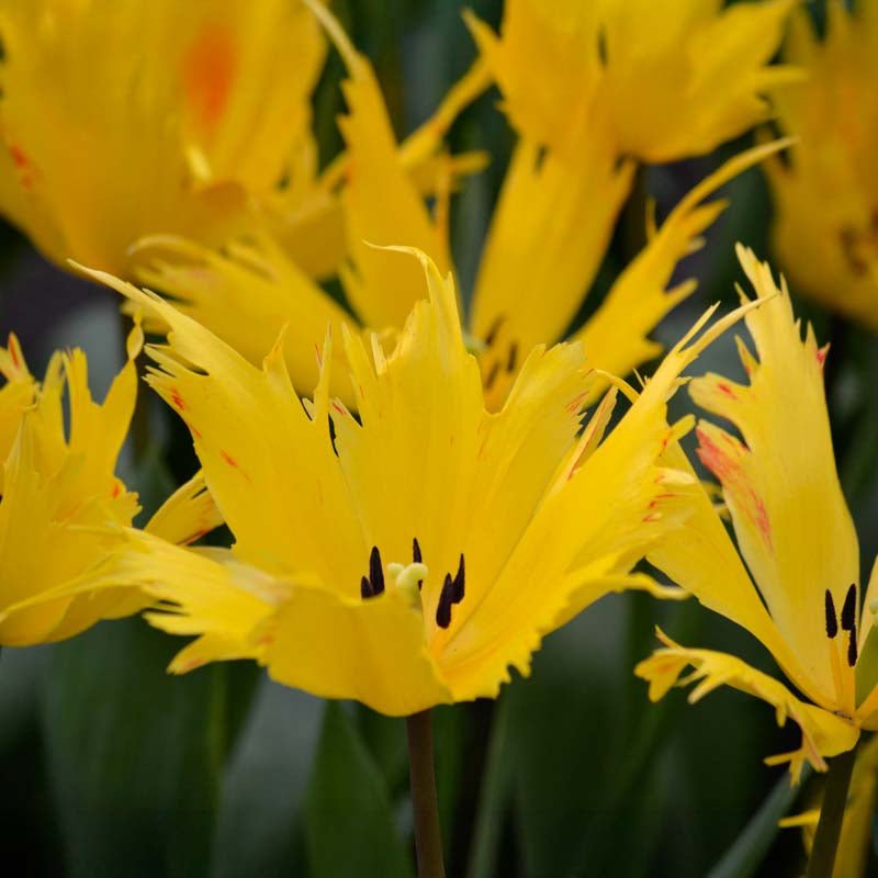 Tulipan 'Sunny Time'