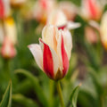 Tulipan 'Tarafta'