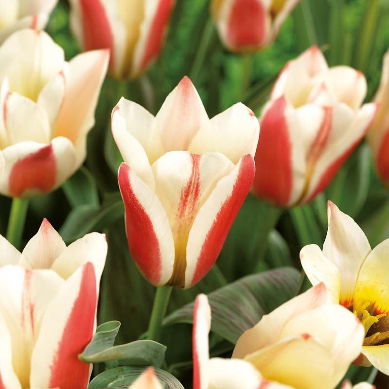 Tulipan 'Tarafta'