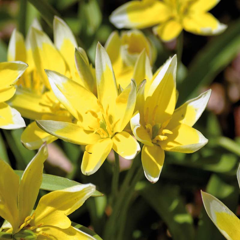 Tulipan 'Tarda'