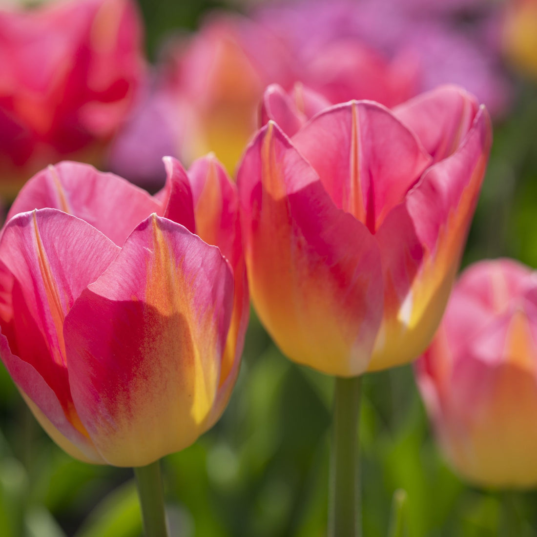 Tulipan 'Tom Pouce'