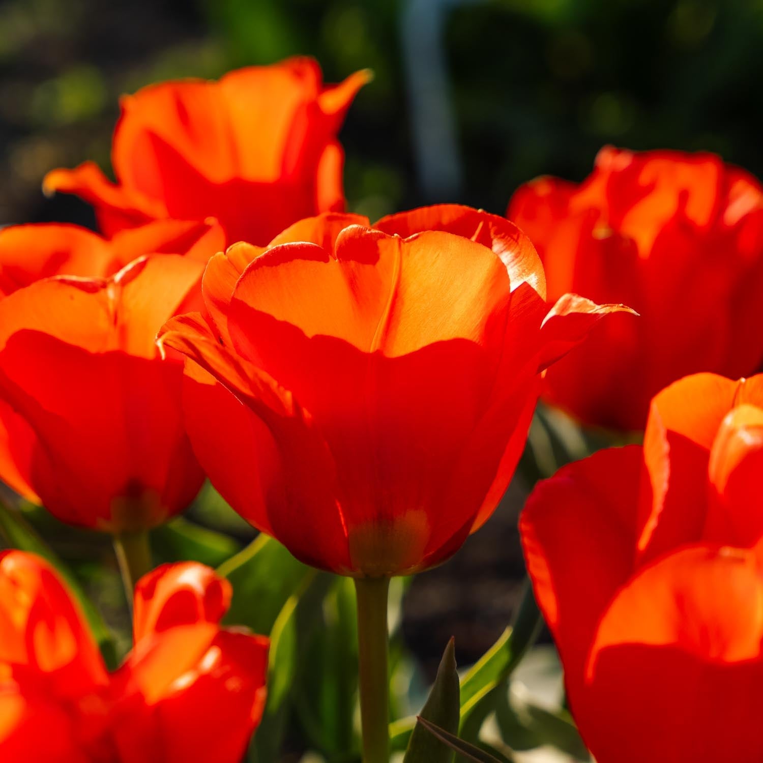 Tulipan 'Toronto'