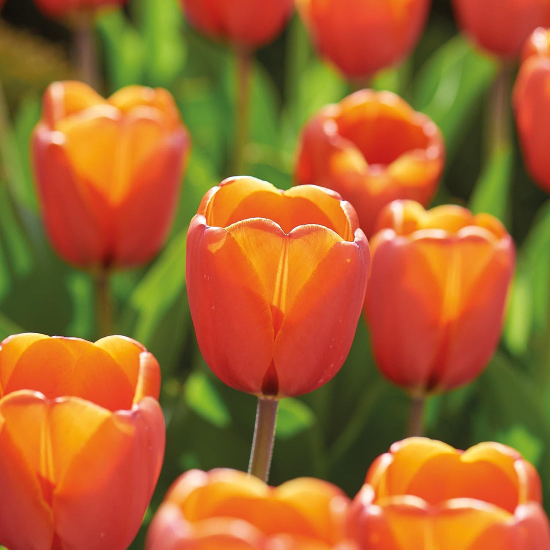 Tulipan 'Triple A'