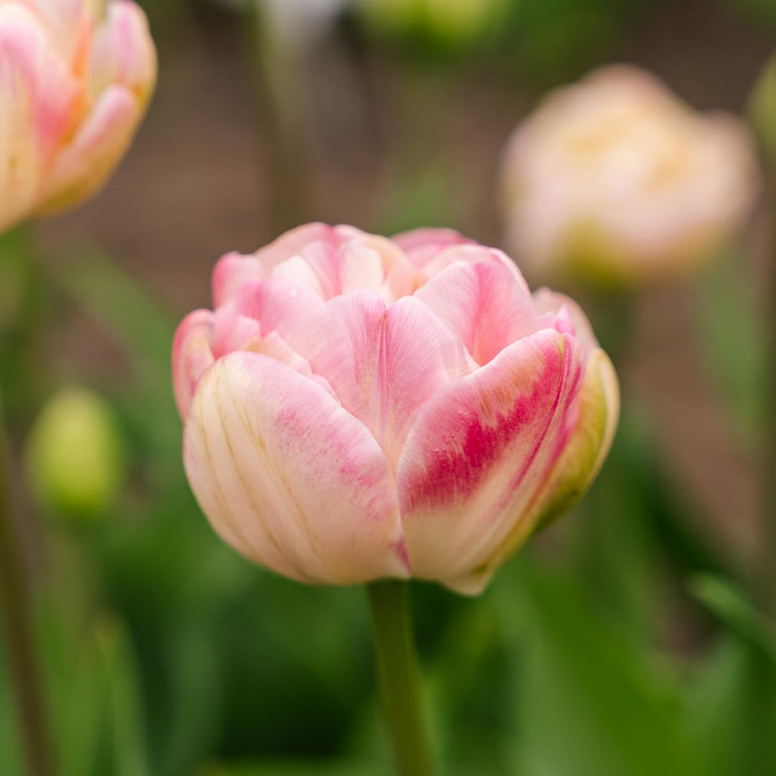 Tulipan 'Upstar'
