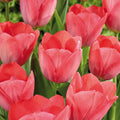 Tulipan 'Van Eijk'