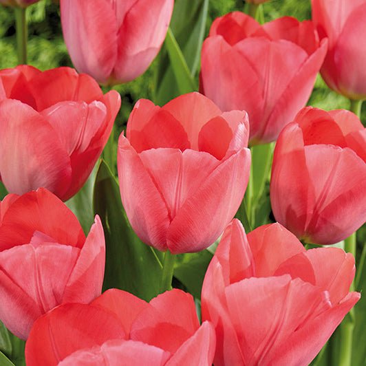 Tulipan 'Van Eijk'