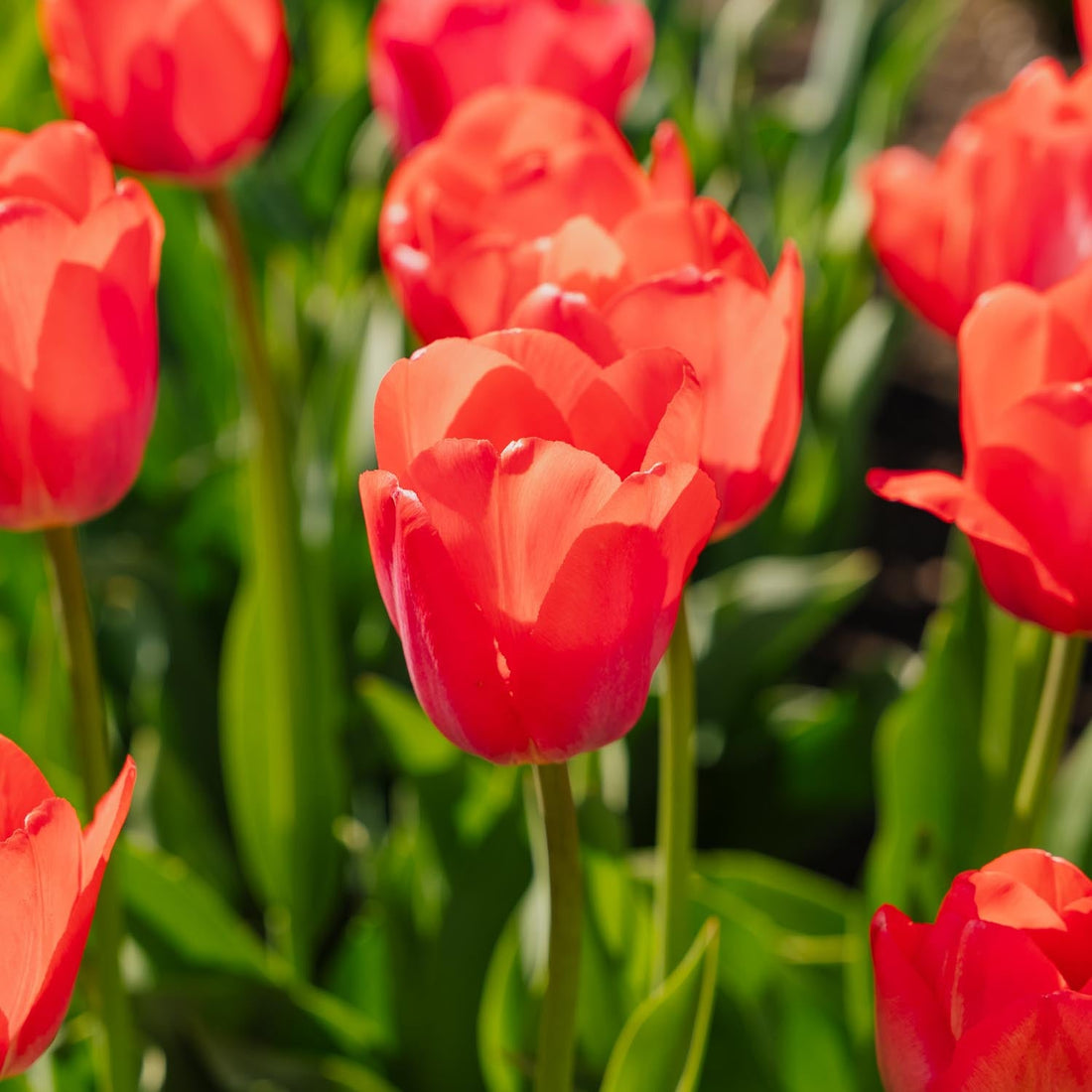 Tulipan 'Van Eijk'