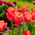 Tulipan 'Van Eijk'