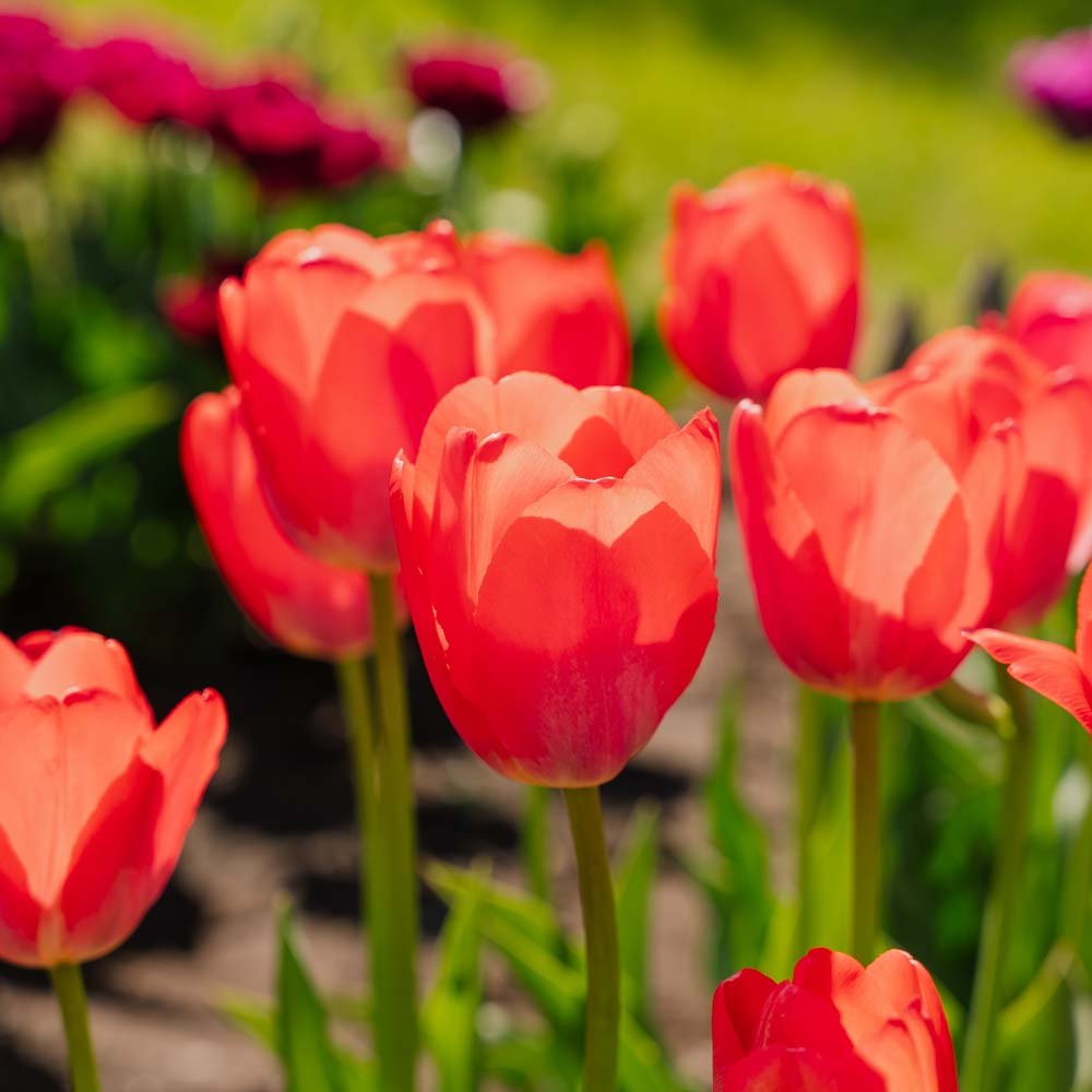 Tulipan 'Van Eijk'