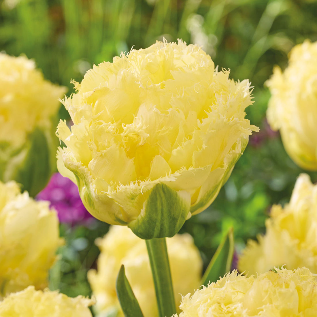 Tulipan 'Vanilla Dance'