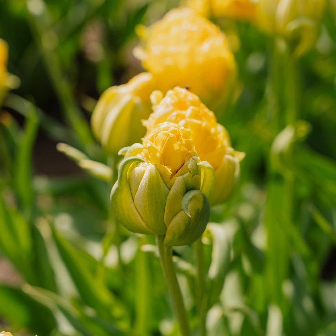 Tulipan 'Vanille Coup'